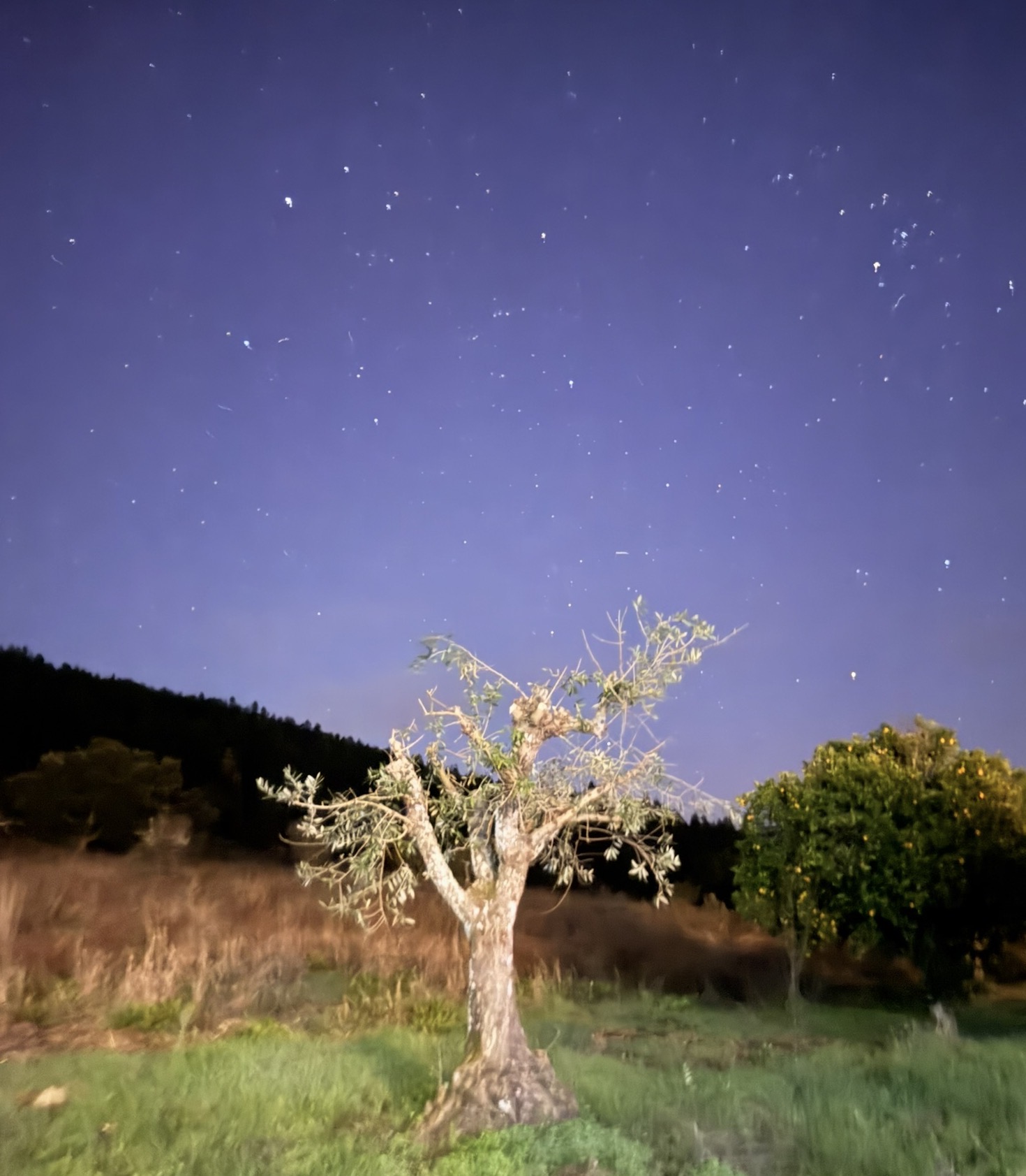 One of our old olive trees after a very hard prune