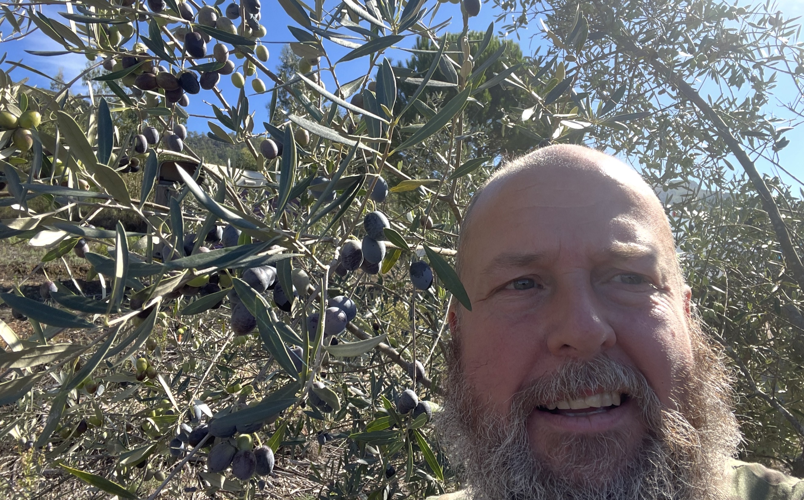 Olives growing on one of our trees in Portugal