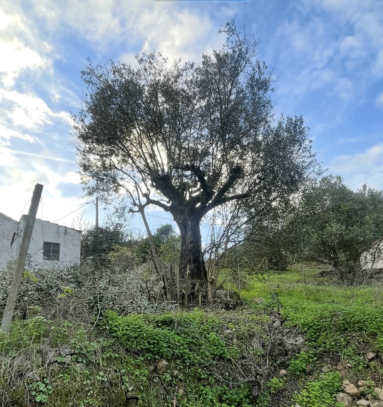 One of the huge old olive trees on our land in Portugal
